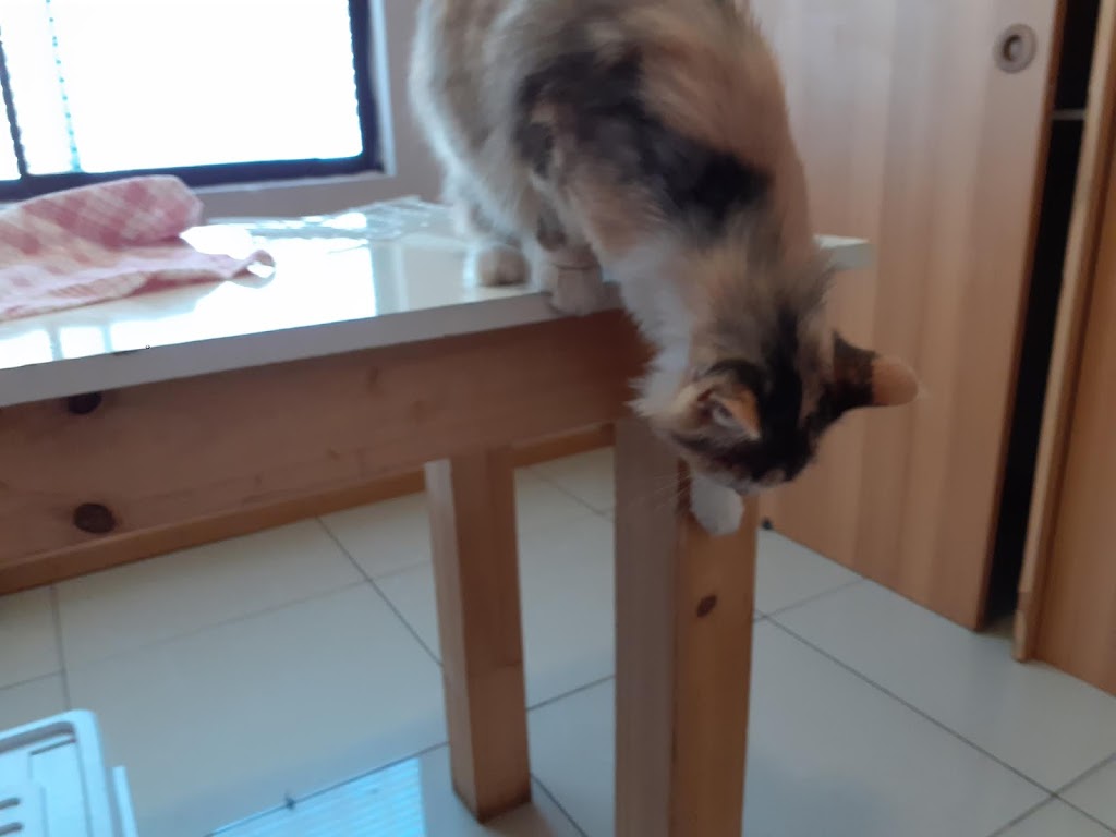 Gato