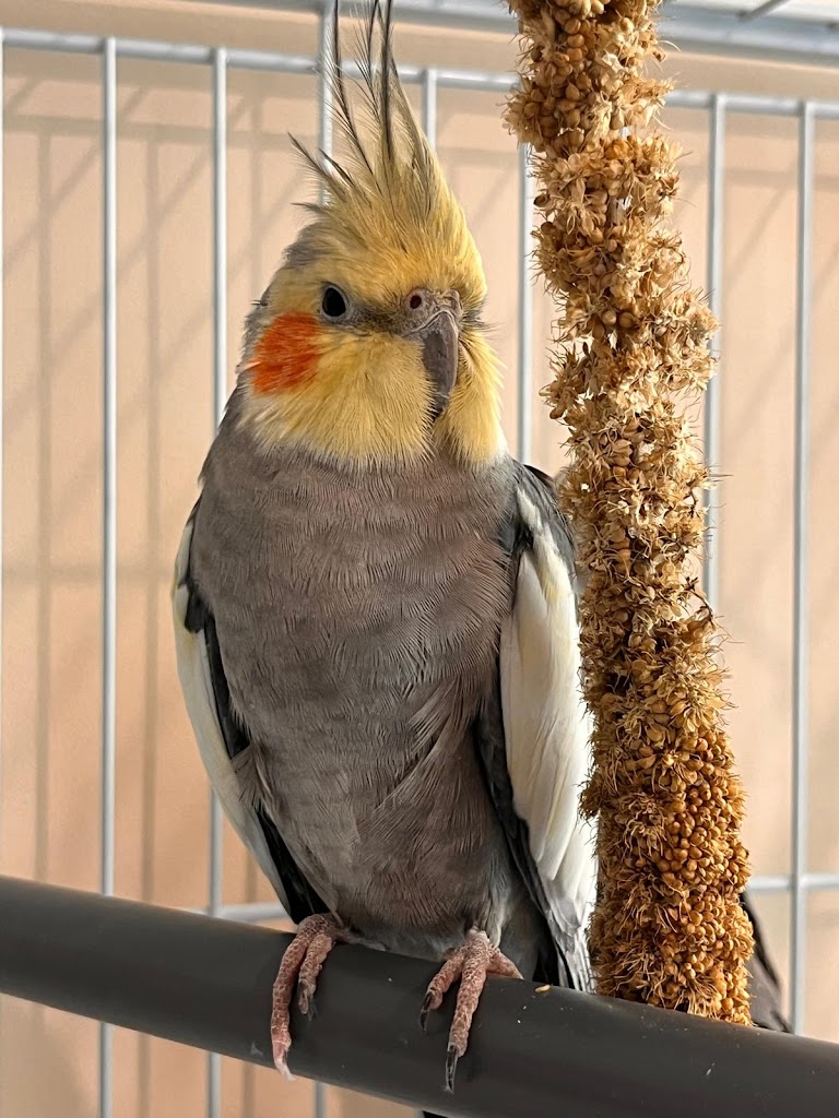 Clinica Veterinaria Salvora — Mas recientes