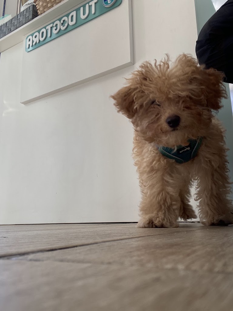 Tu Dogtora Clinica Veterinaria