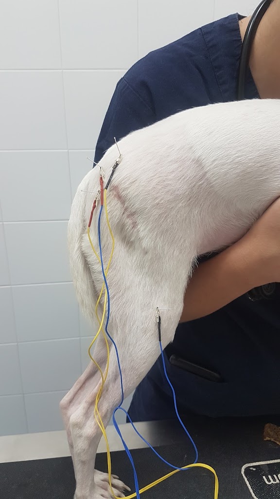 VetySana Acupuntura veterinaria