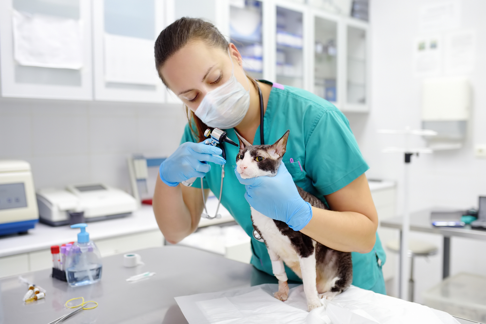 Clinica Veterinaria Natura — Del propietario