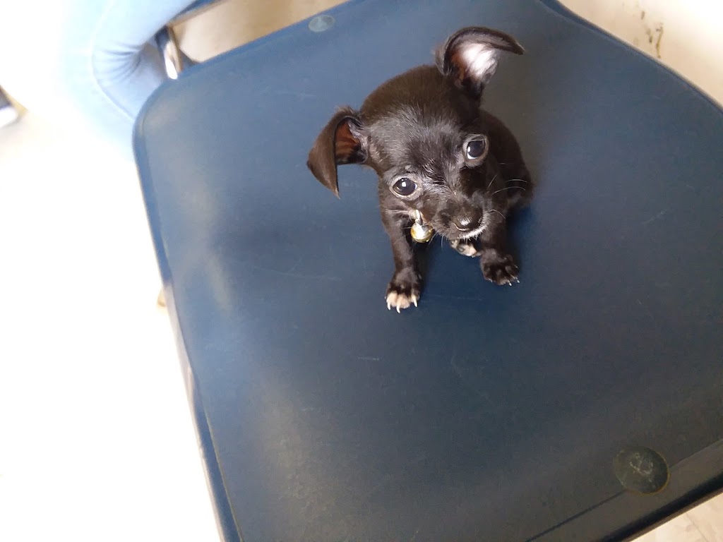 Perro
