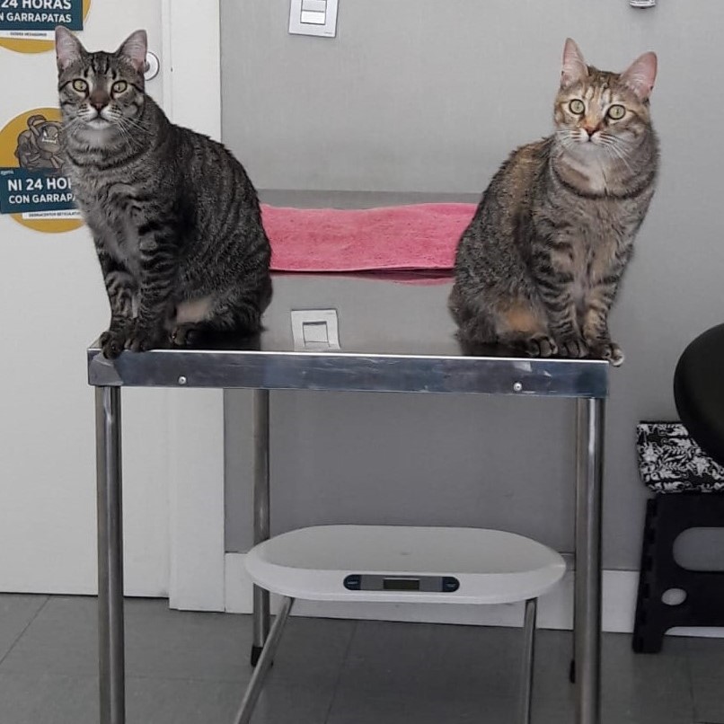 Clinica Veterinaria Urreta — Gato