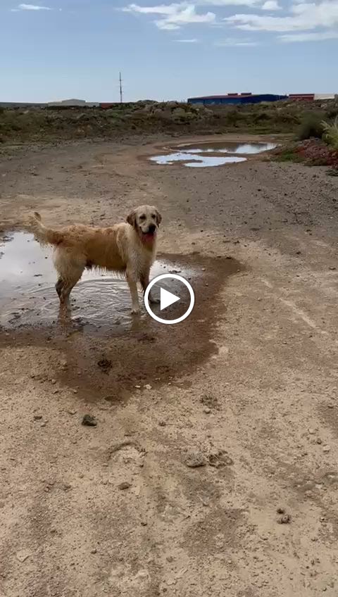 Clinica Veterinaria San Isidro — Videos