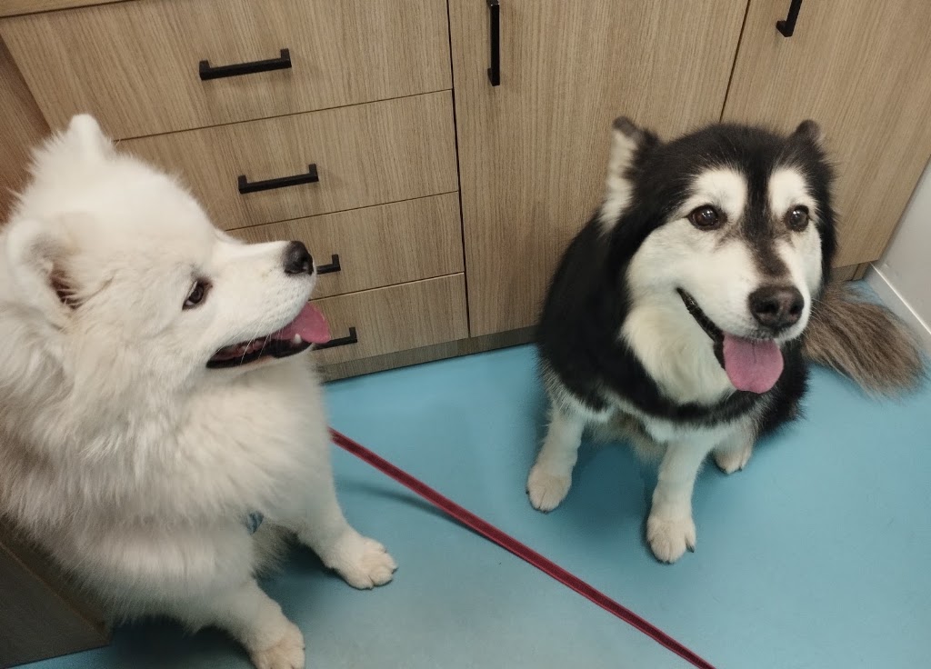Clinica Veterinaria Cervantes — Perro
