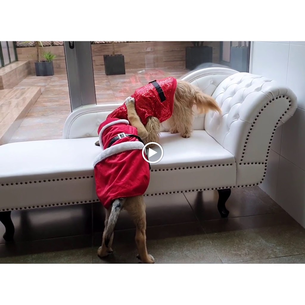 CAN CAT Clinica Veterinaria — Videos