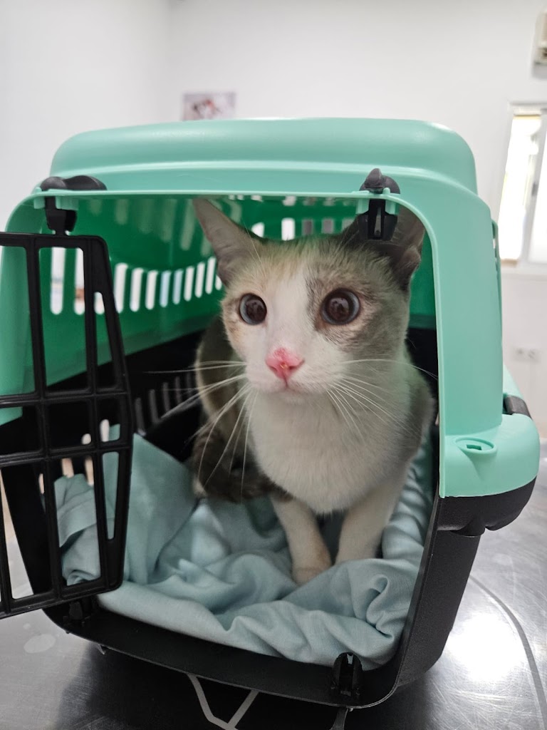 Clinica Veterinaria Ilustres Mascotas — Gato