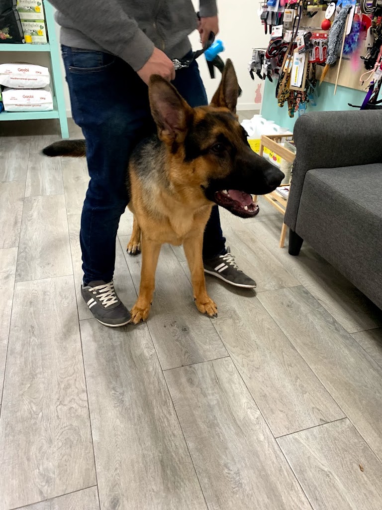 El Trebol Clinica Veterinaria — Perro