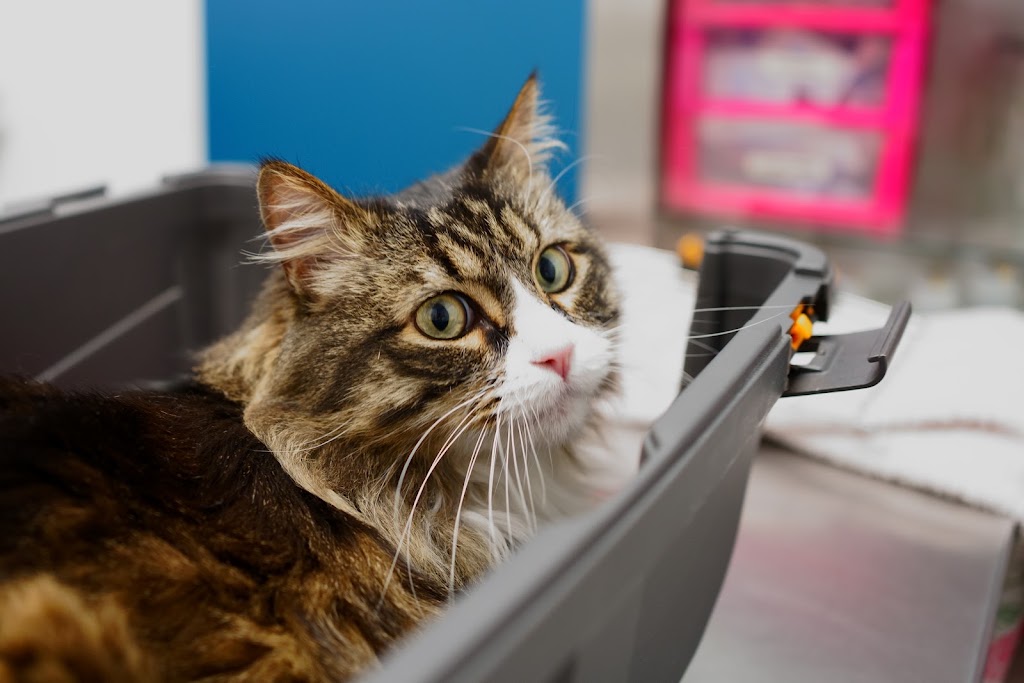 Clinica veterinaria PARLAVET — Gato