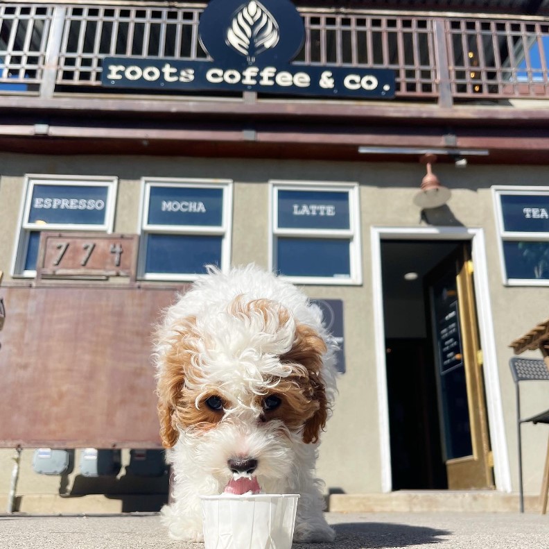 Photo of Roots Coffee Salt Lake City
