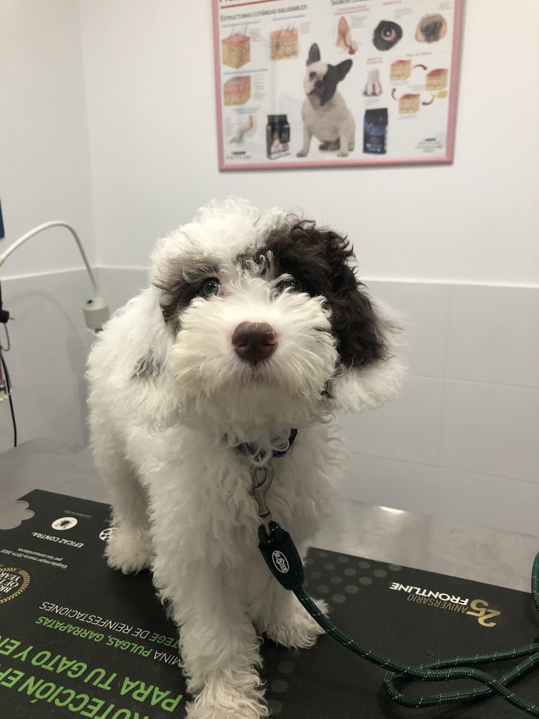 CLINICA VETERINARIA ASTIGI — Perro