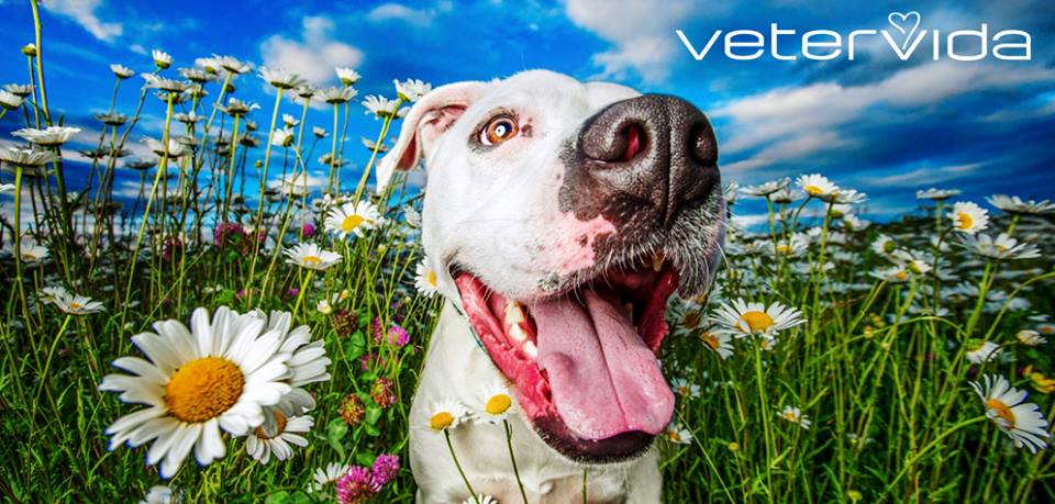 VETERVIDA — Perro