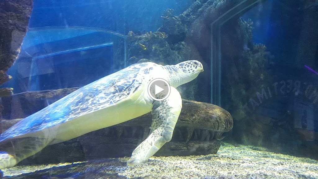 Sea Life Benalmadena — Videos