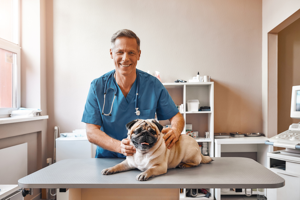 Clinica Veterinaria Santa Ponca — Del propietario