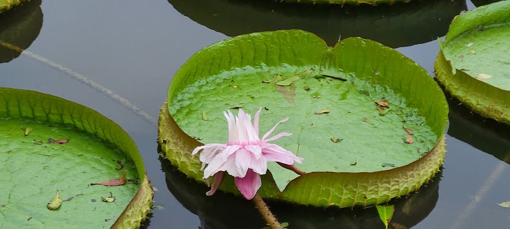 莫內的花園 的照片