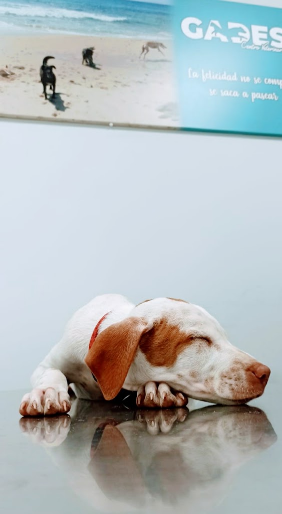 Centro veterinario GADES — Del propietario