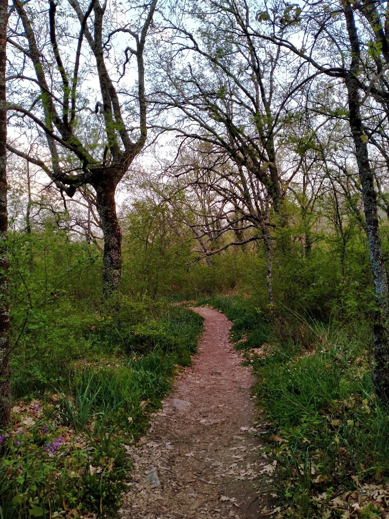 Bosque de La Herreria