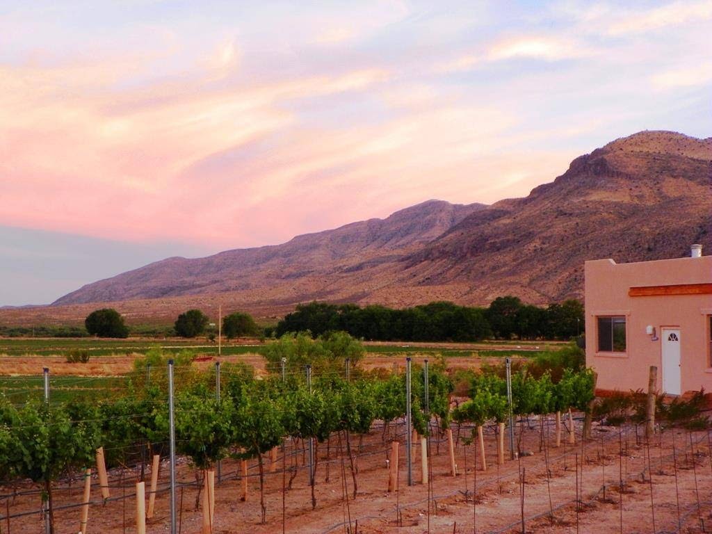 Vineyard