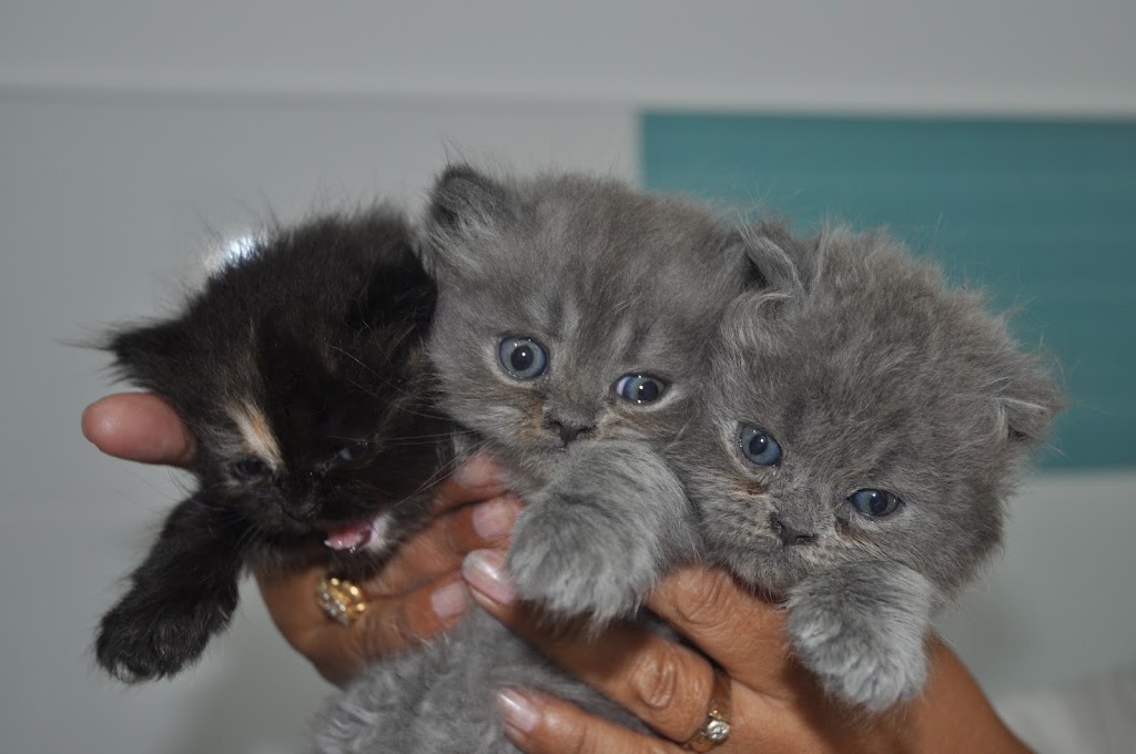 Estenova Clinica veterinaria — Gato