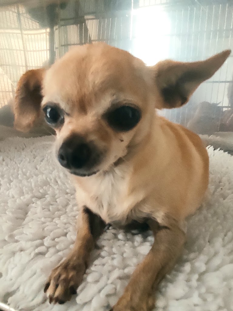 Clinica Veterinaria Bendinat — Perro
