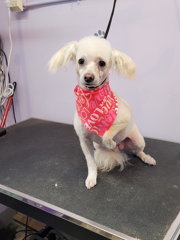 Pawsitively Purrrfect Pet Grooming in Tooele