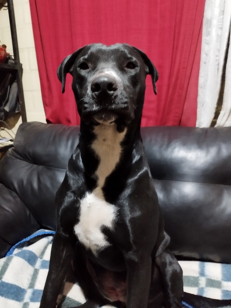 Perro