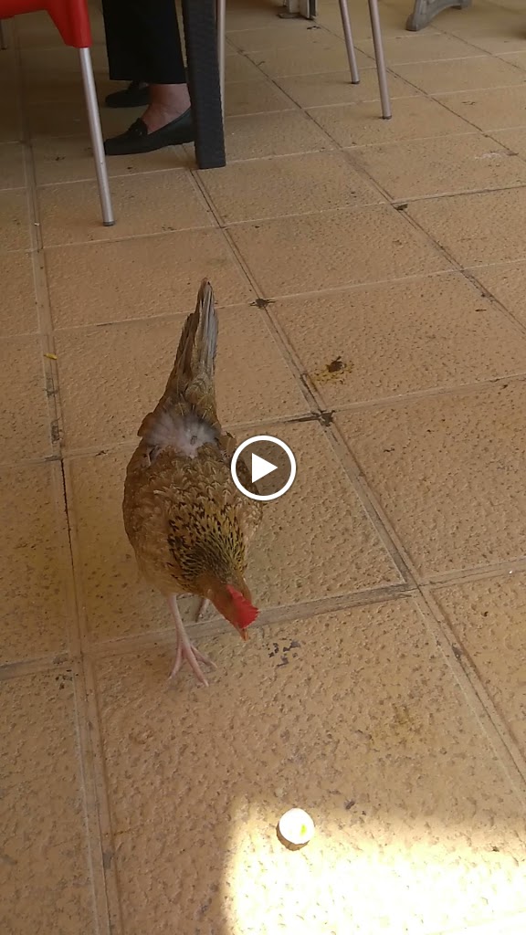 Snackbar Los Dos S.L. — Videos
