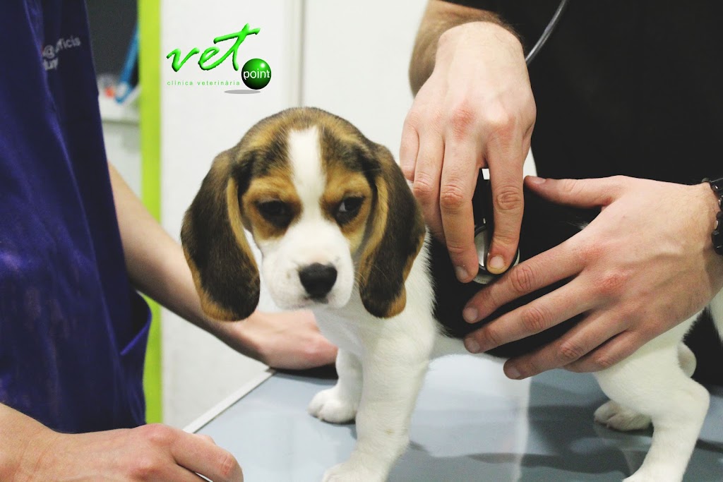 Vetpoint Clinica Veterinaria — Perro