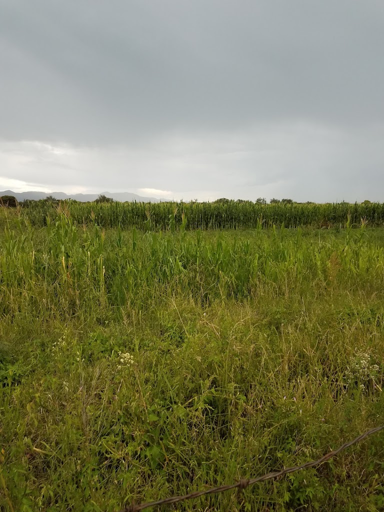 Francisco Villa Viejo