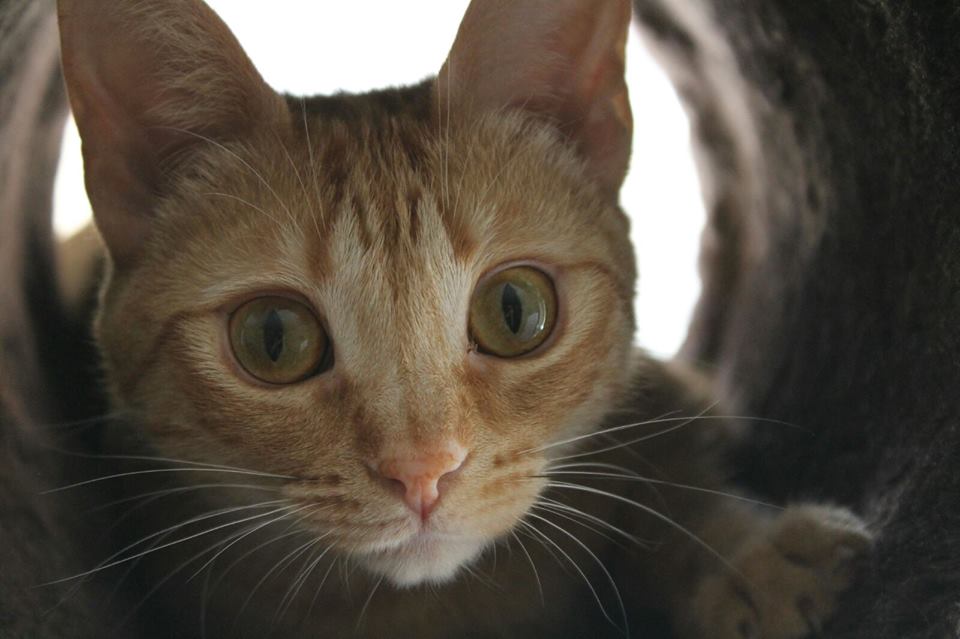 La Clinica Veterinaria de Jose — Gato