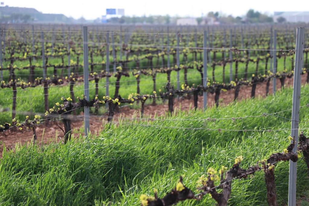 BODEGAS Y VINEDOS VERUM S.L. — Vina