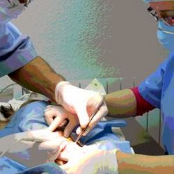 Albeitar Clinica Veterinaria — Del propietario