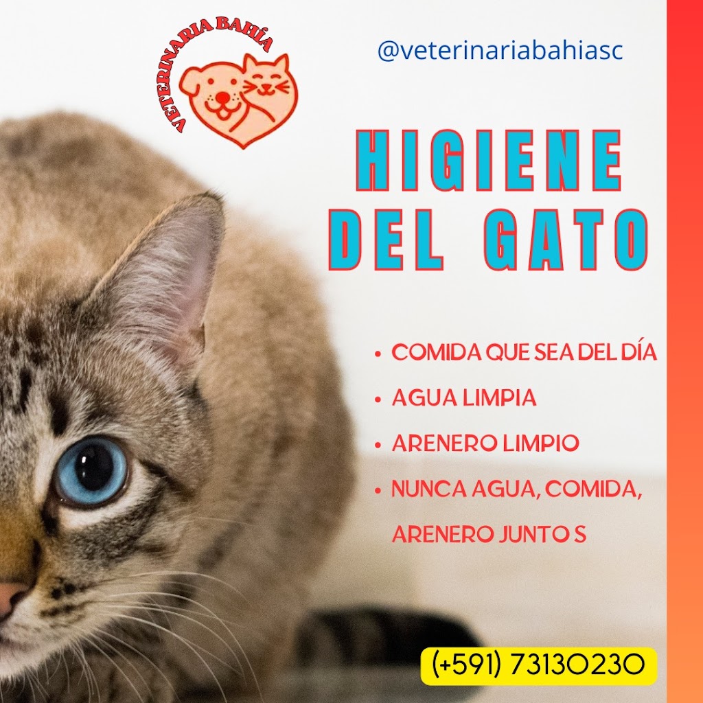 Gato