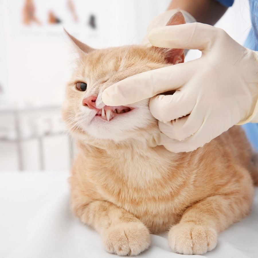 Clinica Veterinaria Gatika - Veterinario Hospitalet — Gato