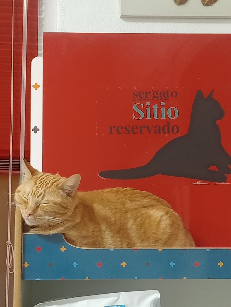 Clinica - Centro Veterinario Mininos — Del propietario