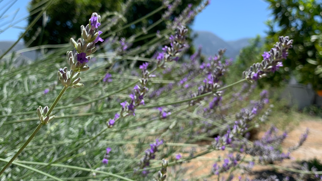 Farmacia Floranes — Del propietario