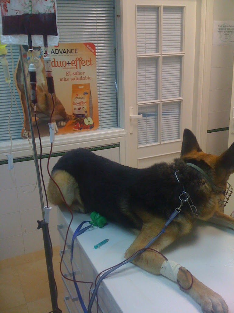 CENTRO VETERINARIO "SAN FRANCISCO" — Del propietario