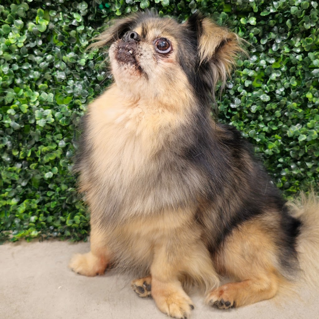 Perro