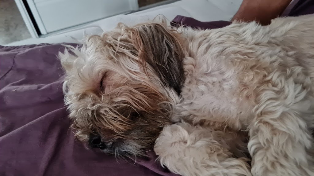 Perro
