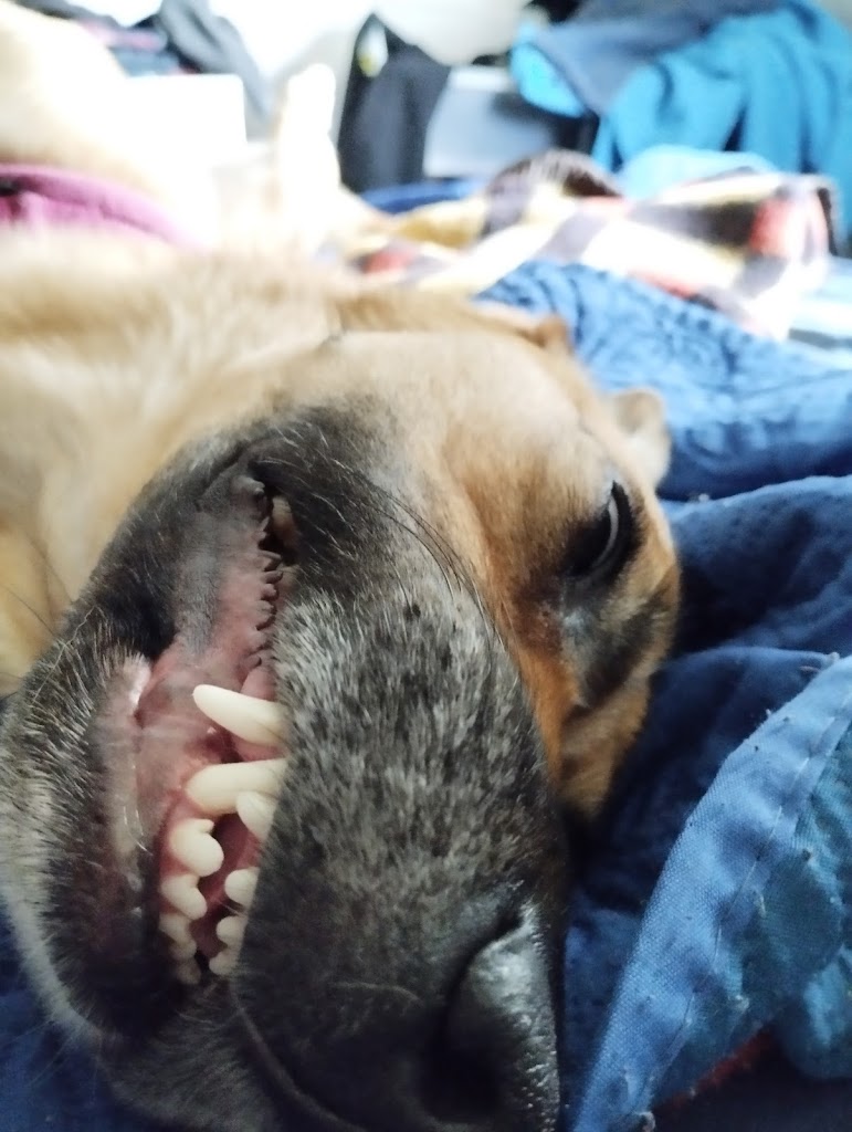Perro