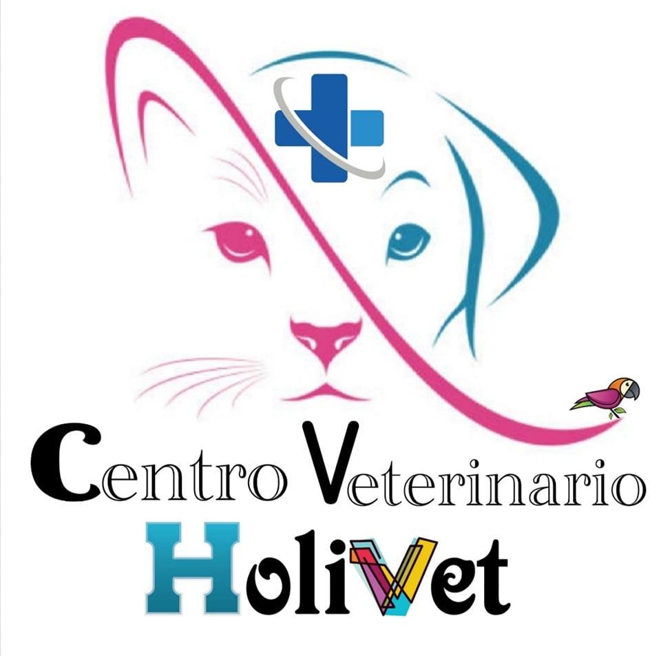 Rehabilitacion Veterinaria Tenerife — Gato