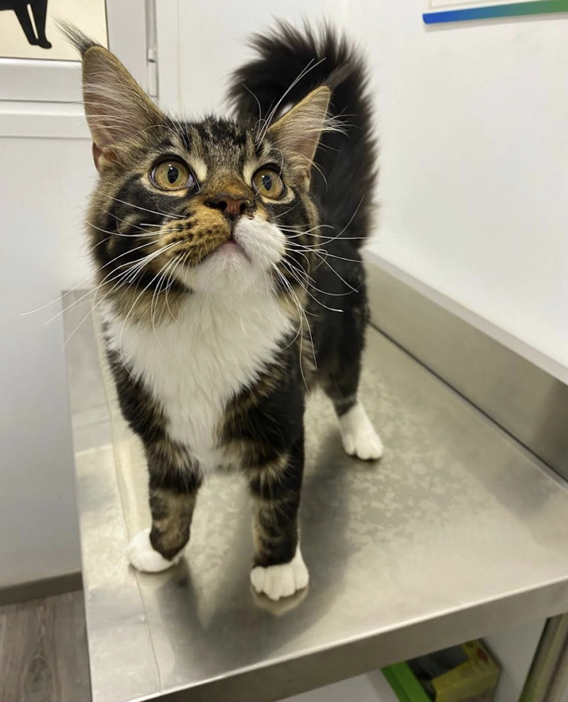 Centro Veterinario El Castell — Del propietario