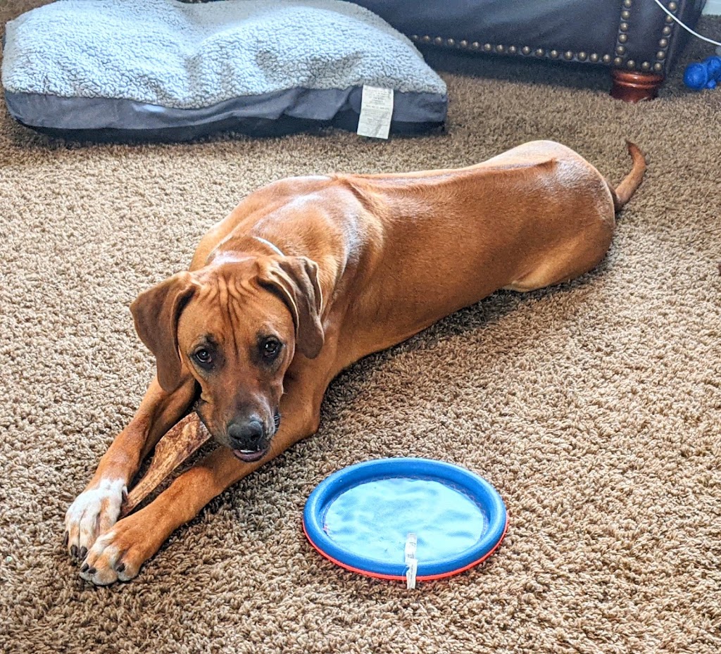Dog