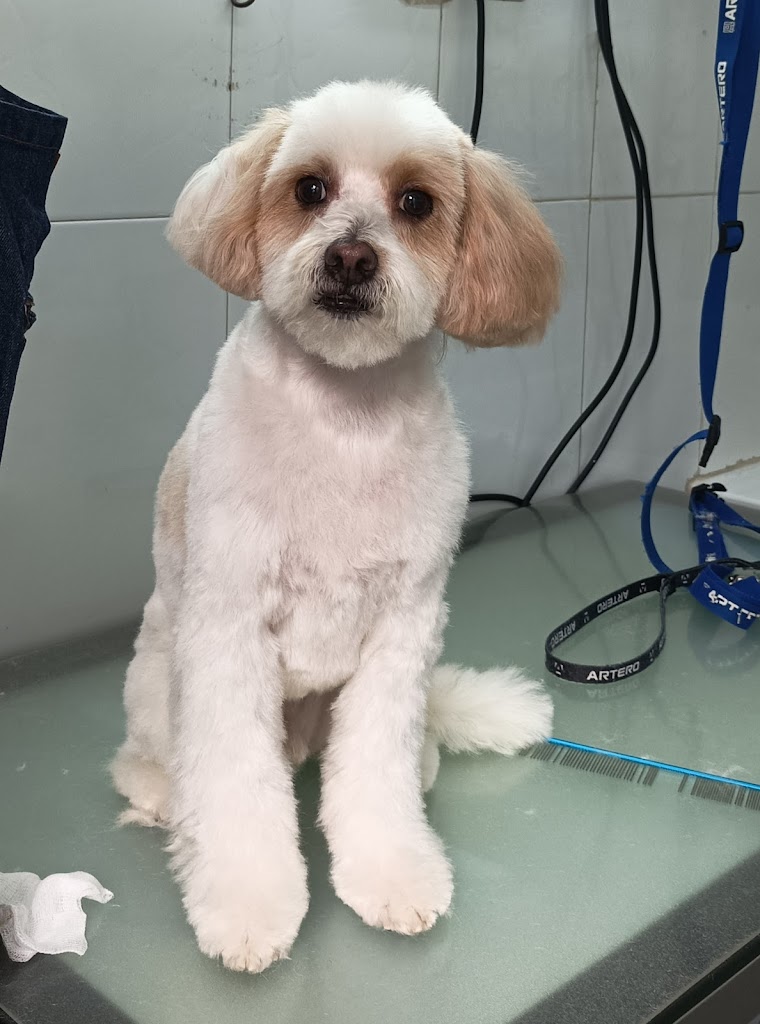 Clinica Veterinaria Castelao