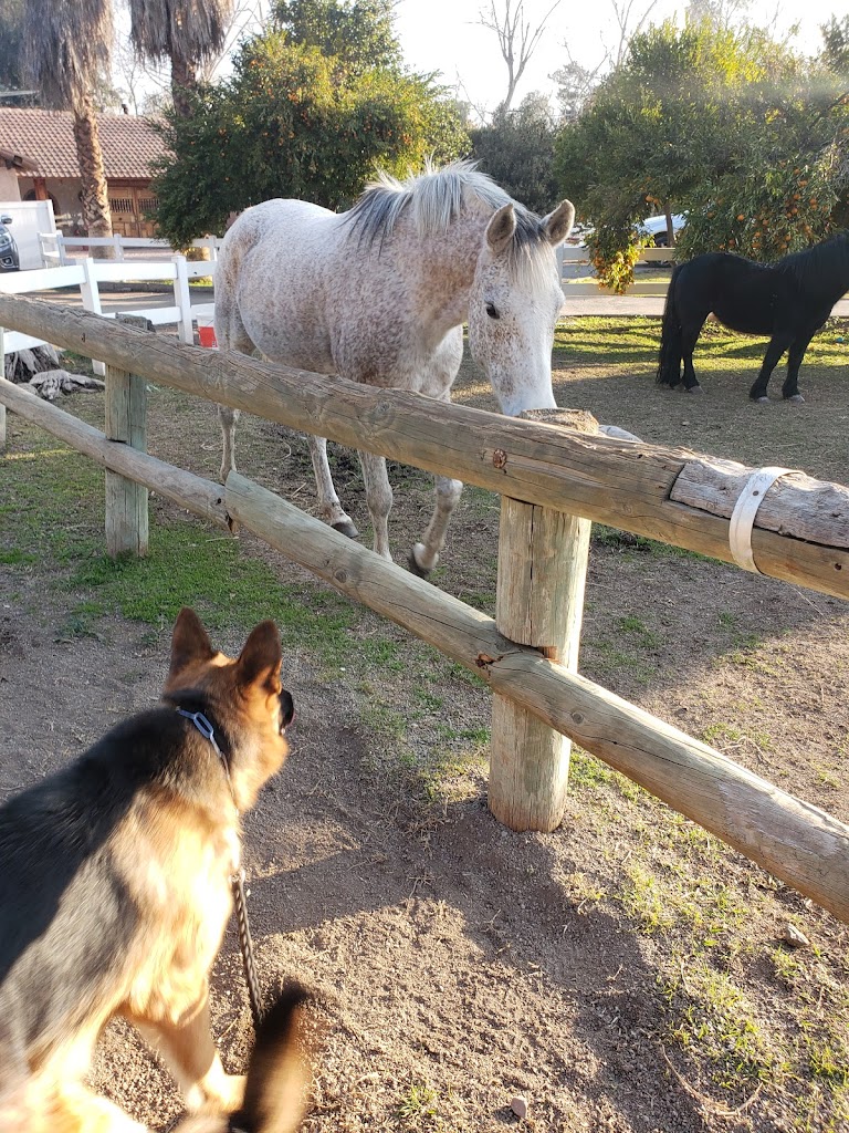 Veterinaria Quincy en Colina