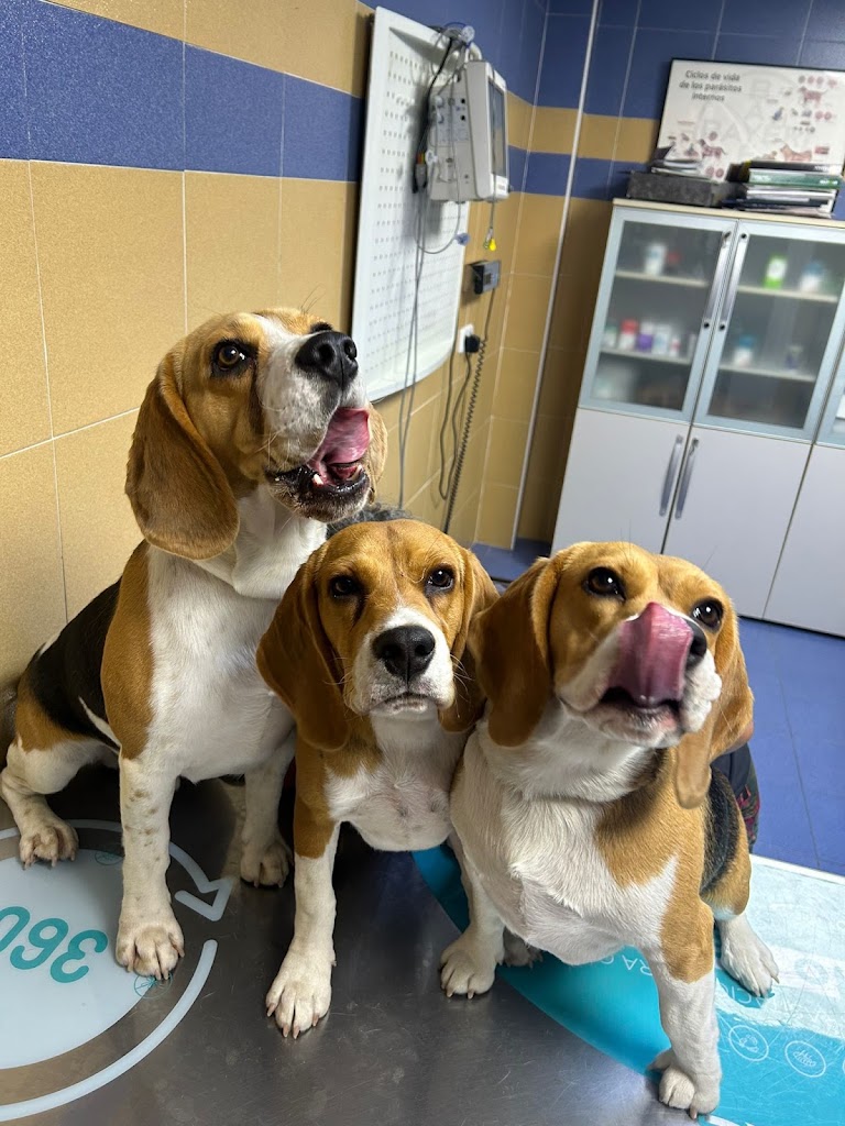 Clinica Veterinaria Las Vinas — Perro