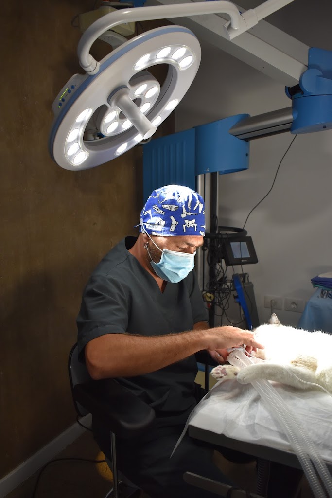 VEO - Oftalmologia Veterinaria