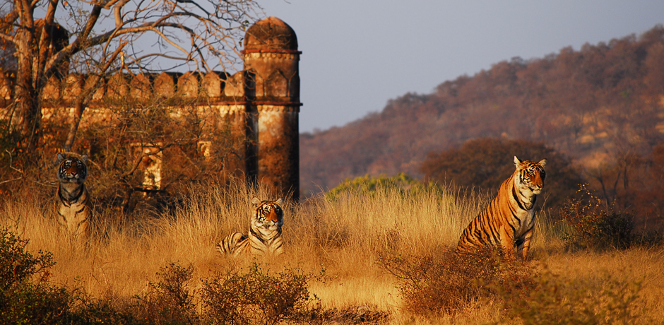 Bhadrawati Safari Lodge Ranthambore