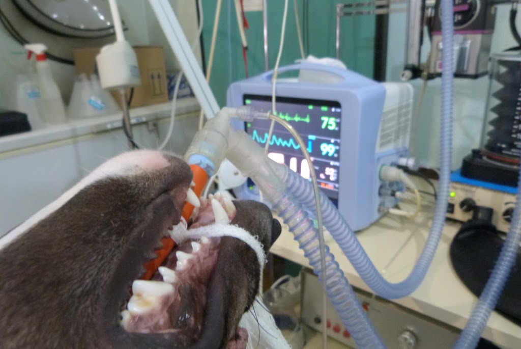 Centauro Veterinarios — Del propietario