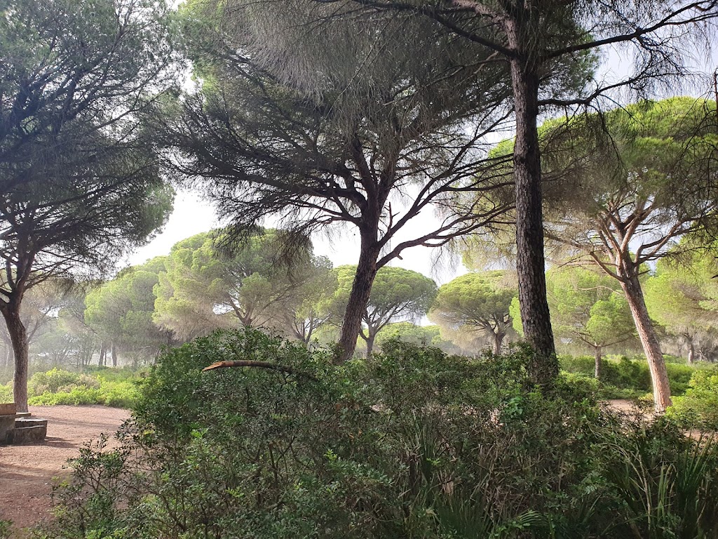 Pinar de la Dehesa de las Yeguas
